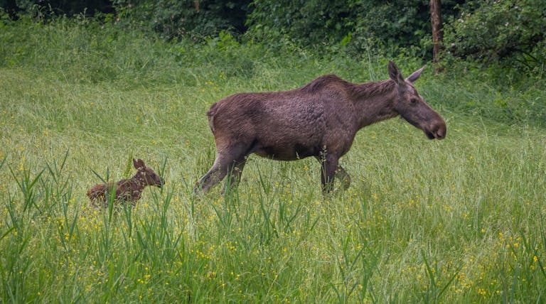 Eland Het Flevo landschap eland-het-flevo-landschap