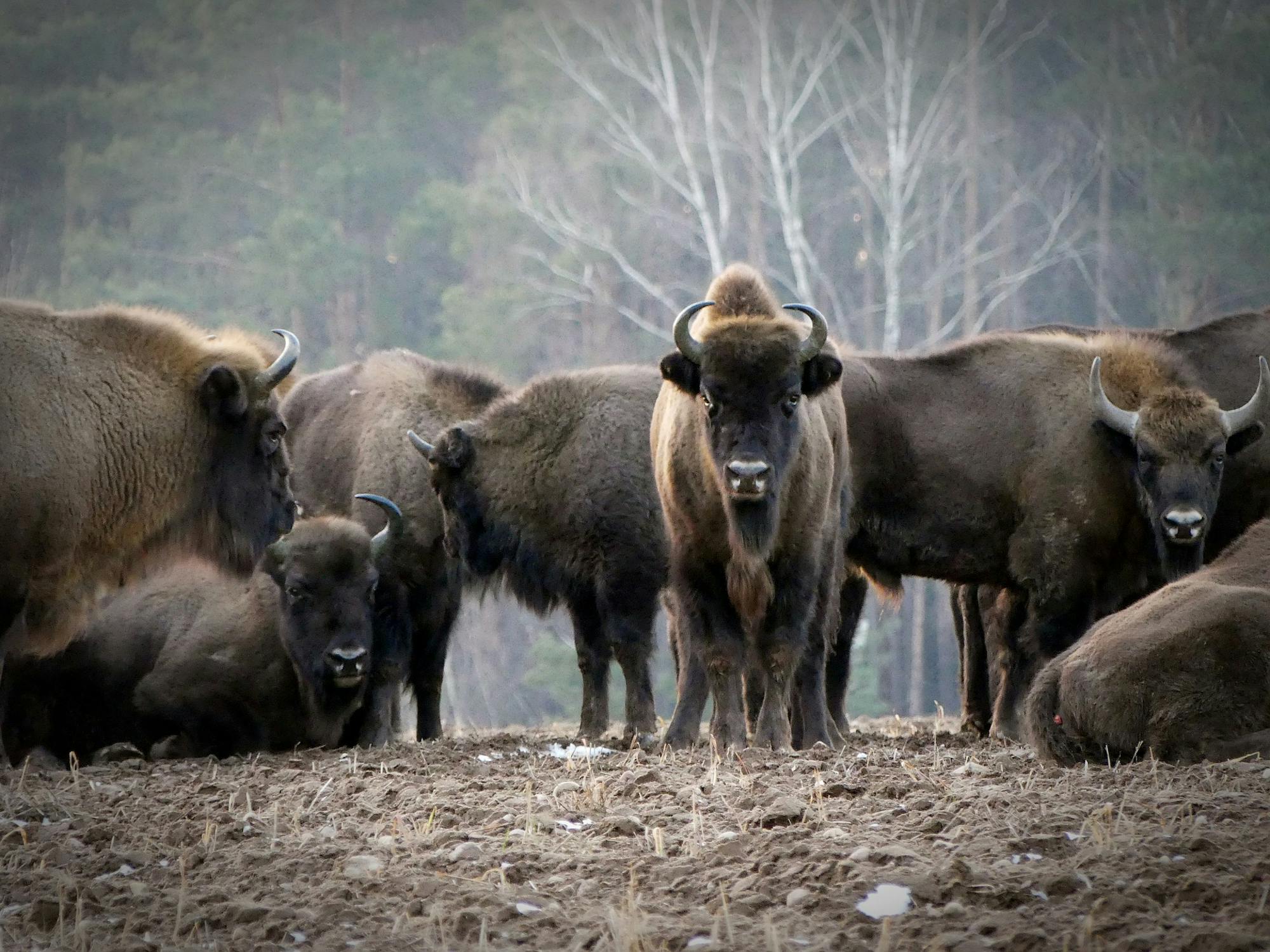 Europäischer Bison Het Flevolandschap