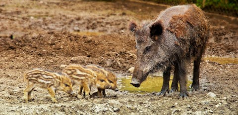 Wild boar - Het Flevo-landschap