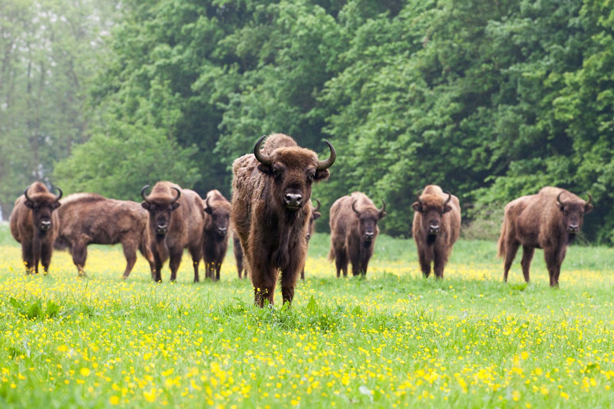 European Bison - Het Flevo-landschap