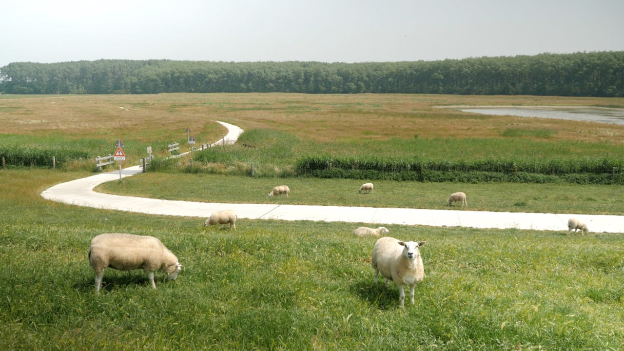 Urkerveld, grasland, bos, schapen,