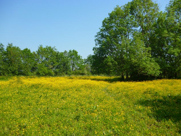 Heggenlandschap