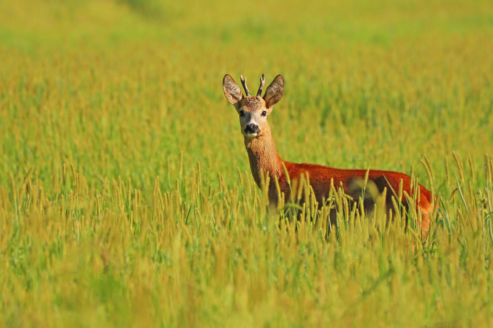 Siberische Ree Dier in beeld: ree - Het Flevo-landschap