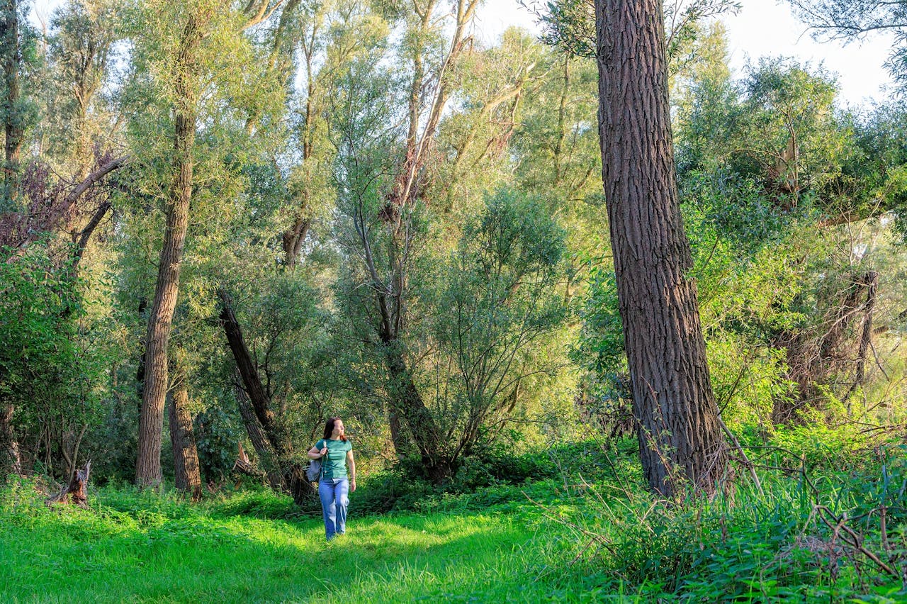 wandelaar in wild wilgenbos