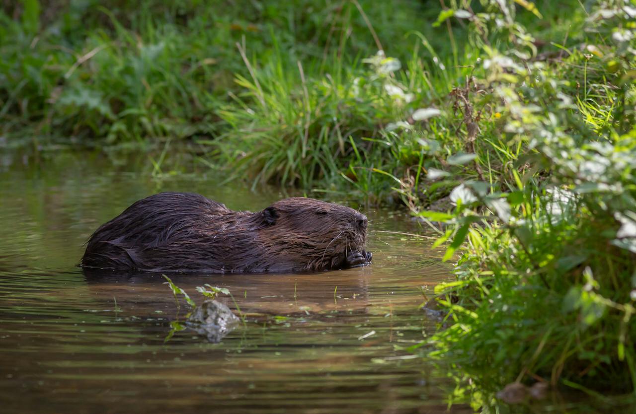 Dier in beeld: bever - Het Flevo-landschap